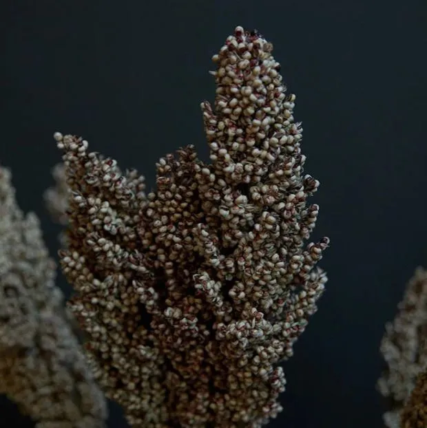 Dried Sorghum Stem