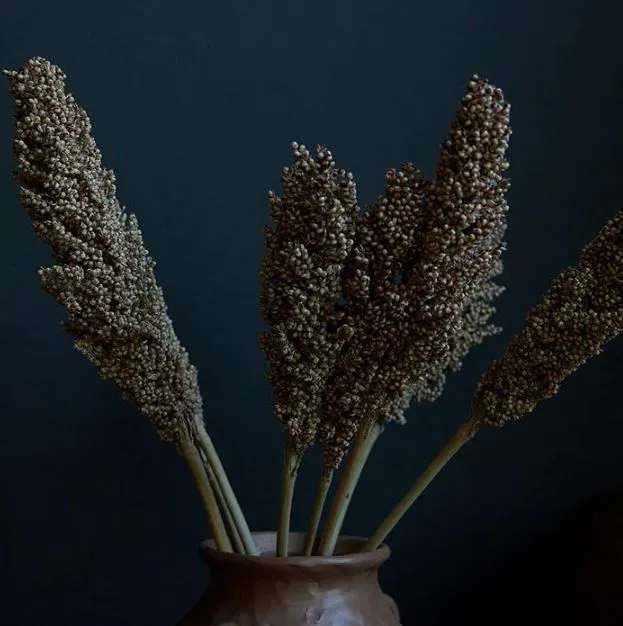 Dried Sorghum Stem